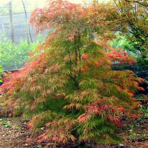 Acer Palmatum Japanese Maple Seed X25 Ole Lantanas Seed Store