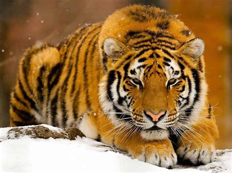 After The Rising Winter Wild Cats Cats Cute Cold Wild Big Cats