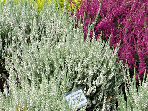 Calluna Vulgaris Velvet Fascination Calluna Vřes Zahradnictví Franc