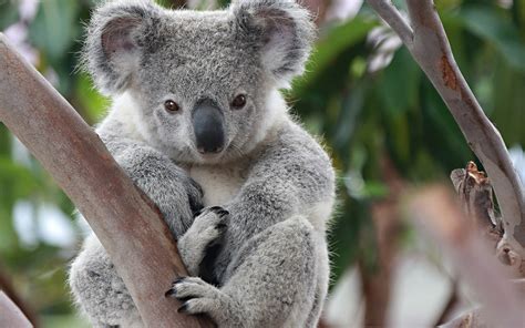 Baby Koala Wallpaper 57 Images