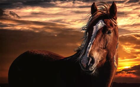 War horse, sunset, guerra, clouds, horse, HD wallpaper | Peakpx