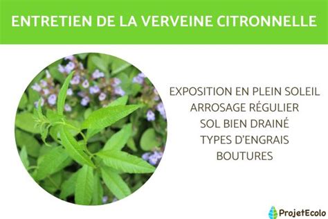 Verveine Citronnelle Entretien