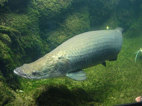 Best 4 Arapaima On Hip Hd Wallpaper Pxfuel