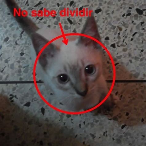 Pin de a biri jean em eu sla Fotos de animais engraçados Imagens