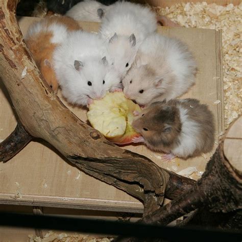 Albums 94 Pictures Pictures Of Long Haired Hamsters Superb