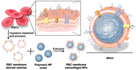 Red Blood Cell Membrane Structure