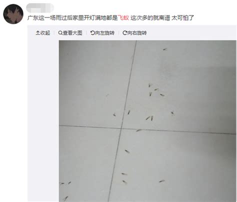 桌子、地板上密密麻麻！广东突现大量飞虫，深圳也有！专家提醒手机新浪网