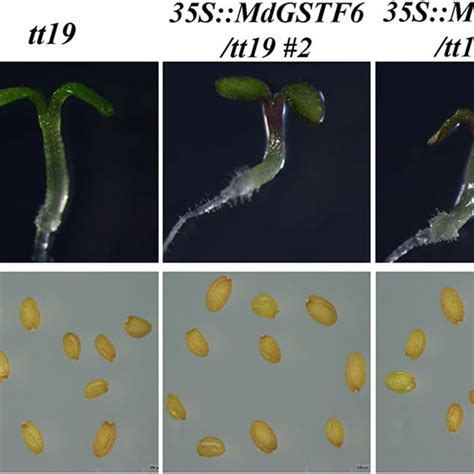 Phenotypes Of 35smdgstf6 Gfp Transgenic Lines In Arabidopsis Thaliana