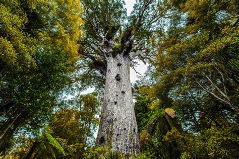 Kauri Tree Day Holiday Smart