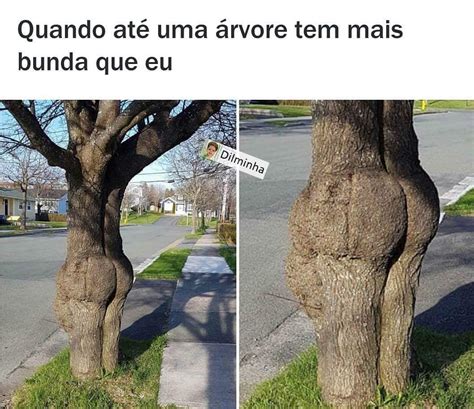 Quando até uma árvore tem mais bunda que eu Memes