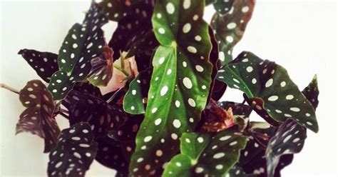 Begonia Maculata Aka Pola Dot Begonia Or Angel Wing A Brazilian Native