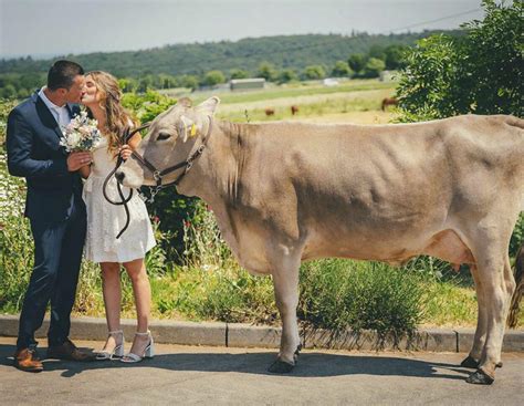 Wenn Landwirte Heiraten Braunvieh Darf Mit Aufs Hochzeitsfoto