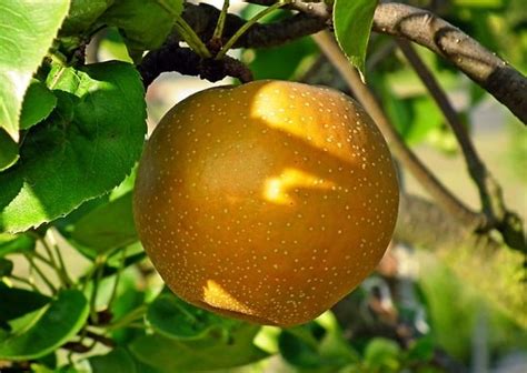 Asian Pear Trees: All You Need to Know to Grow Asian Pears at Home ...