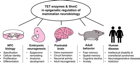 | Overview of the multifaceted roles of TET enzymes and 5hmC in the ...