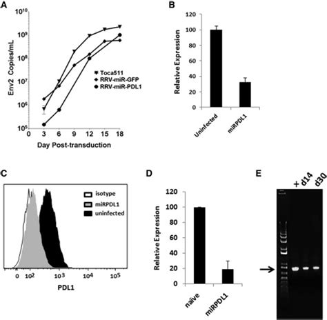 Retroviral Replicating Vector Delivery Of Mir Pdl1 Inhibits Immune