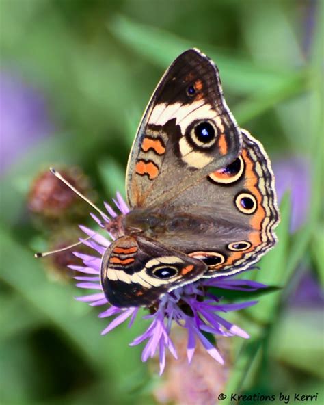 Common Buckeye Butterfly | Buckeye butterfly, Butterfly, Buckeye