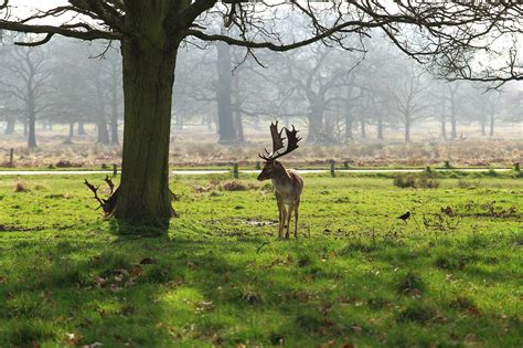 Richmond Park Worldatlas