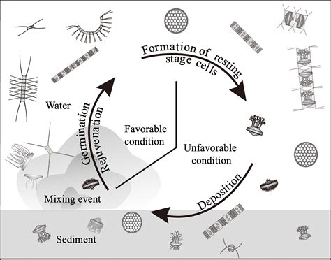 Marine Diatoms Centric