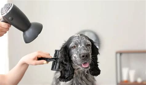 Do Blue Roan Cocker Spaniels Shed Easy Spaniel Training