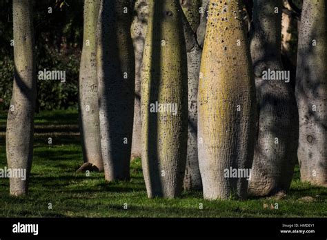 Ceiba Speciosa Aka Bottle Tree Hi Res Stock Photography And Images Alamy