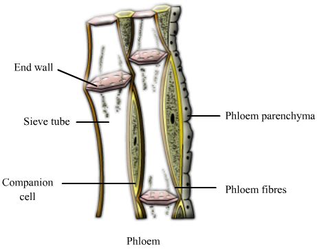 Xylem And Phloem Diagrams