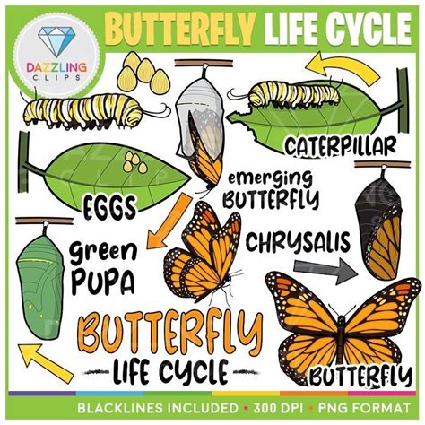 Butterfly Life Cycle Clip Art Butterfly Life Cycle Life Cycles Clip Art