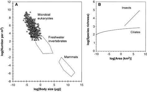 A Areal Abundance And Body Size Of Species The Microbial Eukaryote