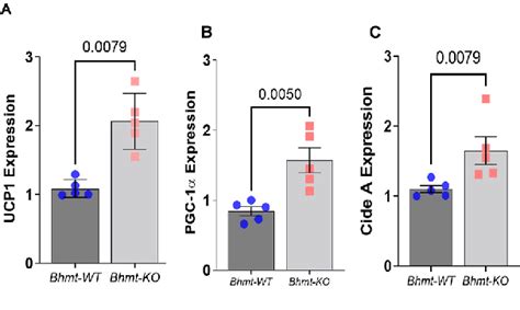 Figure From Homocysteine Induced Endoplasmic Reticulum Stress