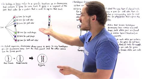 Genes Alleles And Loci On Chromosomes Youtube