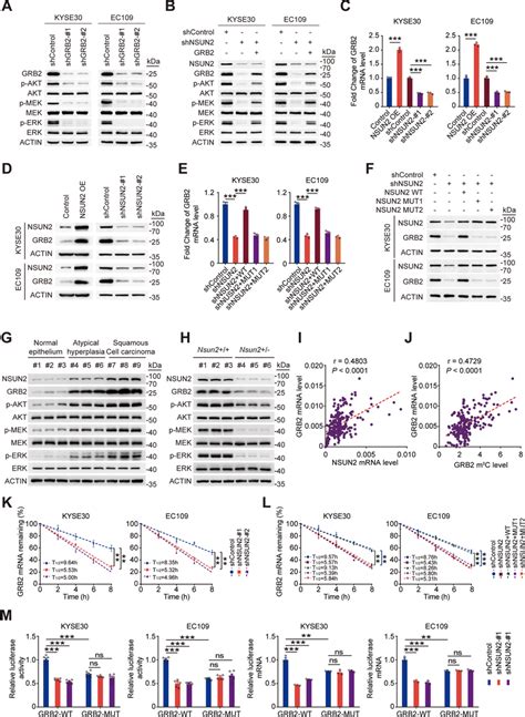 Nsun Stimulates Oncogenic Pi K Akt And Erk Mapk Signaling By Enhancing