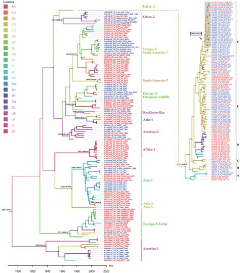 Maximum Clade Credibility Tree Based On Cdv H Gene Sequences