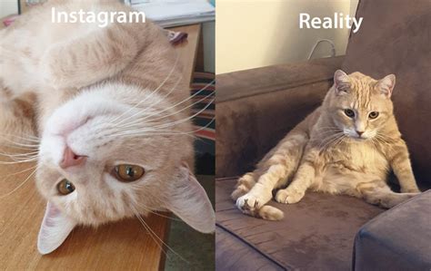 Instagram Vs Reality Meme Guy