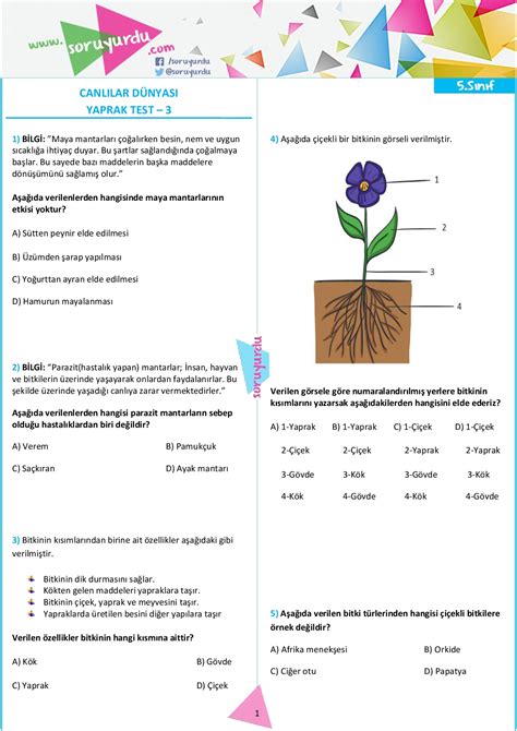 Yaprak Test Canlılar dünyası 3 Soruyurdu