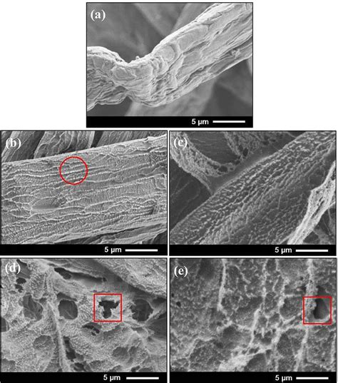 Sem Micrographs Of Cellulose A Untreated And The Samples Exposed To