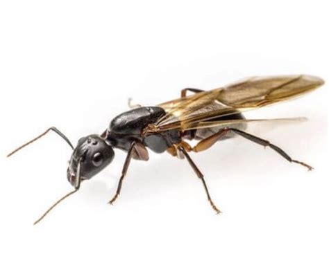 Carpenter Ant Swarmers & How A Homeowner Can Defend Against Them ...