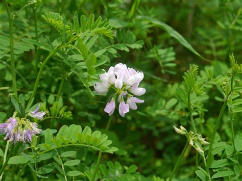 Crown vetch | Identify that Plant