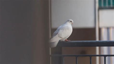 Paloma Blanca Significado Y Simbolismo En Diferentes Contextos Loros