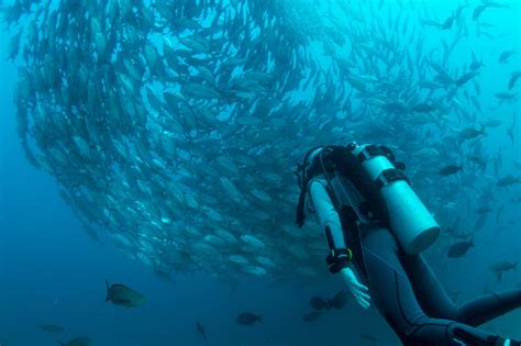 Scuba Diving In Cape Town Adventure Awaits Travelstart Co Za