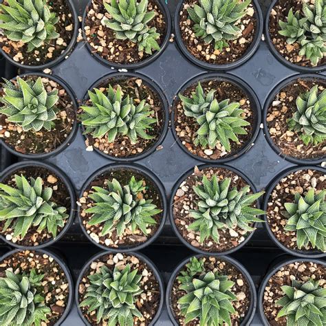 Haworthia Fasciata Var Concolor 45 Pot Little Prince To Go