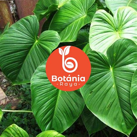 Jual Philodendron Homalomena Rubescens Tanaman Hias Viral Keladi Hutan