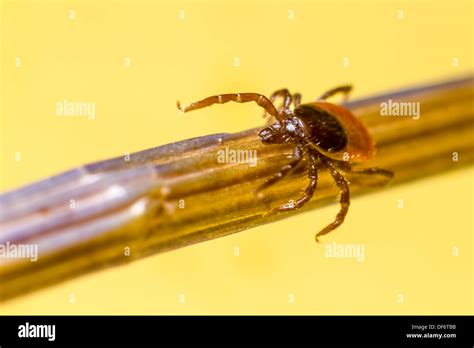 The Castor Bean Tick Ixodes Ricinus Stock Photo Alamy