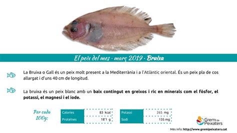 Peix Del Mes La Bruixa Gremi De Peixaters De Catalunya