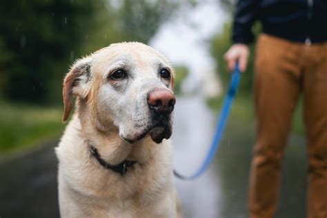 Sex tecken på att din hund hatar dig