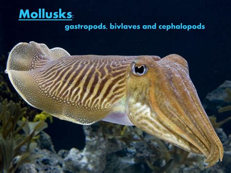 Ppt Mollusks Gastropods Bivlaves And Cephalopods Powerpoint Presentation Id 5606913