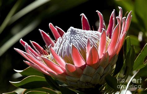 King Protea Protea Cynaroides Photograph By Bob Gibbons Pixels