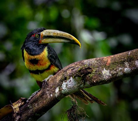 Collared Aracari Owen Deutsch Photography