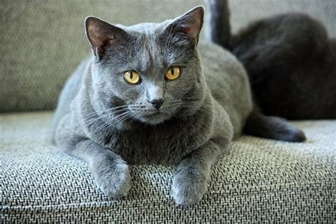 French Native Cat Breeds Native