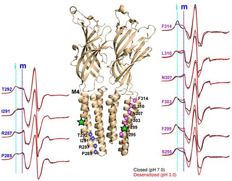 Crystal Structure And Dynamics Of A Lipid Induced Potential