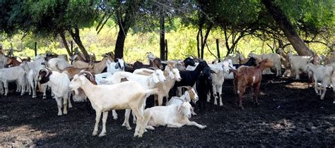 La Vida Rural Y Trabajo En El Campo