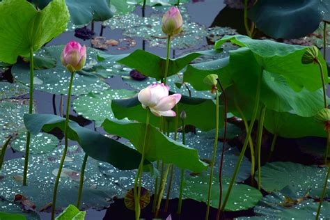 Lotus Flower Nature Pond Water Free Image From